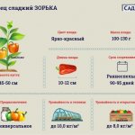 Characteristics of the Zorka pepper variety