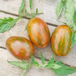 Characteristics of the tomato variety Easter egg