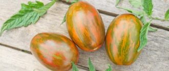 Characteristics of the tomato variety Easter egg