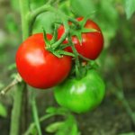 Характеристика сорта томатов Ричи