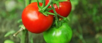 Characteristics of the Richie tomato variety