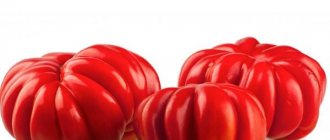 Characteristics of tomato variety American Ribbed