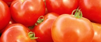 Характеристика томатов сорта Бабушкин Подарок