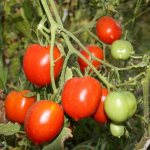 Characteristics of tomatoes variety Legend Tarasenko