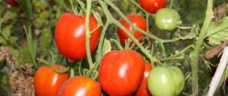 Characteristics of tomatoes variety Legend Tarasenko