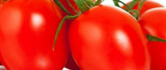 Characteristics of Nepas variety tomatoes