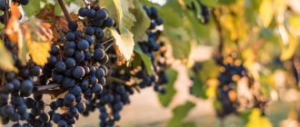 Характеристика винограда Таежный