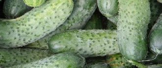 cold-resistant varieties of cucumbers