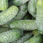 cold-resistant varieties of cucumbers