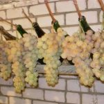 Storing White Miracle grapes