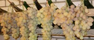 Хранение винограда Белое Чудо