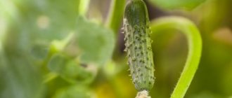Khutorok cucumber introduction