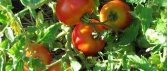'Идеальный сорт для получения богатого, вкусного, раннего урожая помидоров: томат "Скороспелка"' width="800