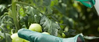 Instructions for using HOM for processing tomatoes: nuances for open ground and greenhouses, precautions