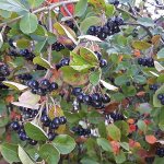 Инструкция по проведению обрезки черноплодной рябины осенью для начинающих садоводов