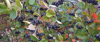 Instructions for pruning chokeberry in the fall for beginner gardeners