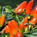&#39;Instructions for growing decorative peppers &quot;Little Miracle&quot;