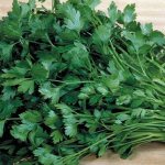Instructions for preparing parsley with salt for the winter and other ways to preserve it