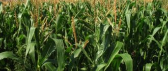 Интересные факты о кормовой кукурузе. Что это такое, чем отличается от пищевой, можно ли есть?