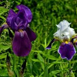 Irises - features of autumn transplantation