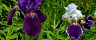 Irises - features of autumn transplantation