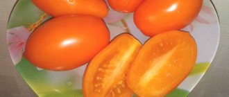 &#39;Fulfills the wishes of summer residents for a rich harvest - the Goldfish tomato