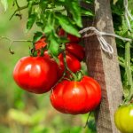 For true gourmets. The best varieties of tomatoes used for drying and drying 