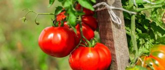 For true gourmets. The best varieties of tomatoes used for drying and drying 