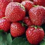 History and description of the Dutch strawberry Corona