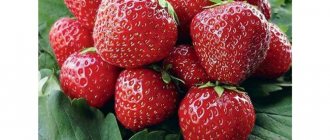 History and description of the Dutch strawberry Corona