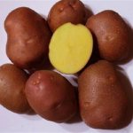 История происхождения сорта картофеля Беллароза