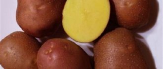 The history of the origin of the Bellarosa potato variety