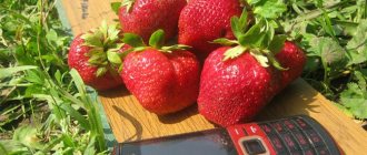 History of origin and growing regions of Tago strawberries