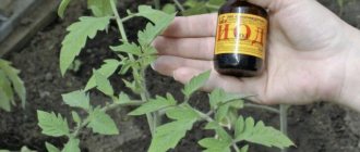Iodine as a fertilizer for tomatoes - a super fertilizer for doubling the yield