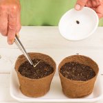 It is recommended to start sowing watermelon seeds for seedlings around mid-April