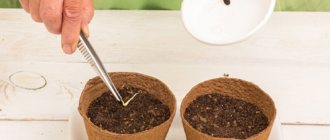 К посеву на рассаду семян арбуза рекомендуется приступить примерно в середине апреля