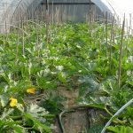 Zucchini in a greenhouse