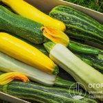 Zucchini is a universal vegetable with excellent product and taste properties and is in high consumer demand.