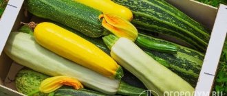 Zucchini is a universal vegetable with excellent product and taste properties and is in high consumer demand.