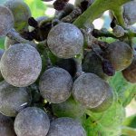 Как бороться с милдью винограда