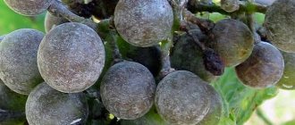 How to deal with grape mildew
