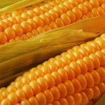 Как Быстро Очистить Початок Кукурузы от Зерен в Домашних Условиях • Ручная лущилка