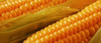 How to Quickly Peel an Ear of Corn from the Grains at Home • Manual Husking