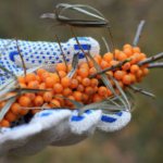 How to quickly collect sea buckthorn