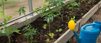 How often to water tomatoes in a greenhouse