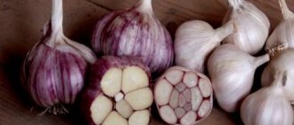 How to store garlic at home - the simplest storage methods