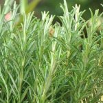How to store rosemary at home