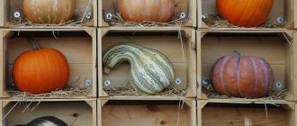 How to store pumpkin in the cellar for the winter: create favorable conditions to avoid spoilage of the vegetable
