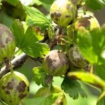 How and with what to treat gooseberries for scab: the most effective methods of combating the disease