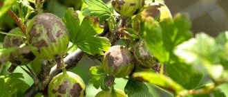 How and with what to treat gooseberries for scab: the most effective methods of combating the disease